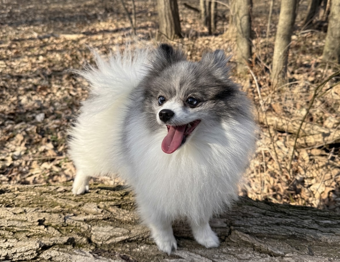 Frosty the Pomeranian — the Fro-Dog mascot